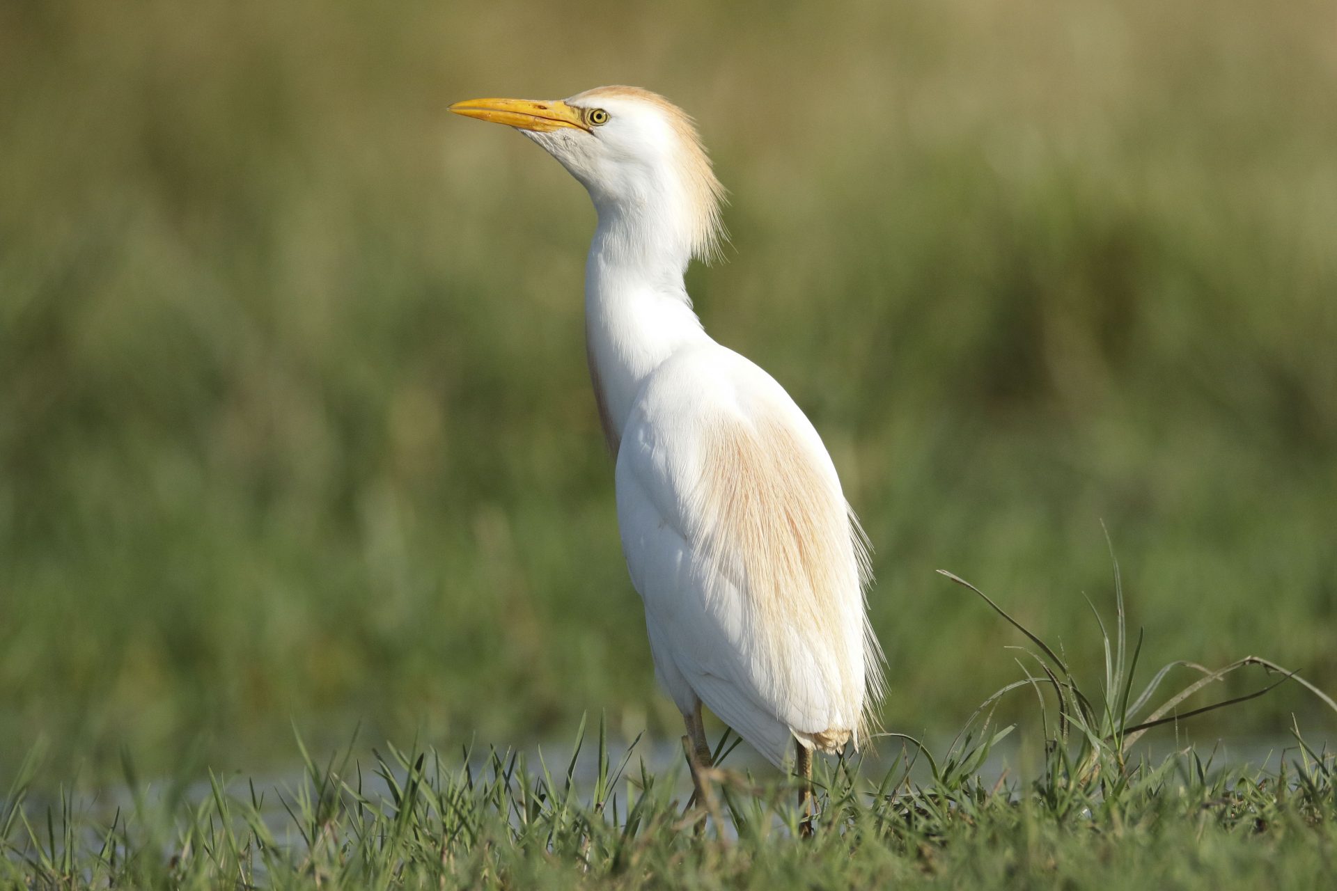 CIUDAD REAL, 25/03/2026.- Una garcilla común es fotografiada en el entorno de las lagunas volcánicas del Campo de Calatrava, en la provincia de Ciudad Real, este miércoles. Las lagunas han explotado de biodiversidad con la presencia de más de 4.400 aves de 40 especies registradas en el último censo realizado el pasado mes de febrero. EFE/ Beldad