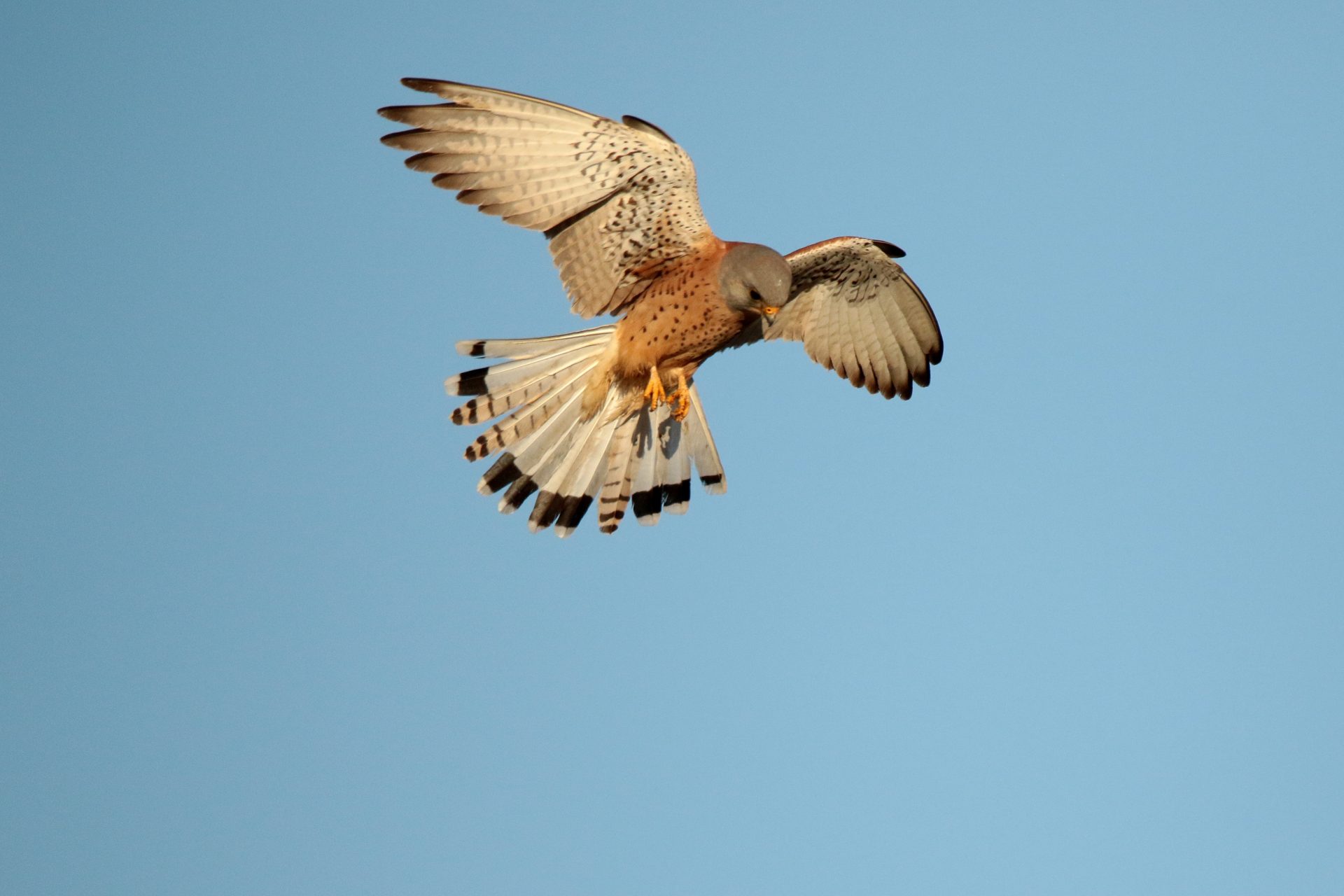 TABLAS DE DAIMIEL (ESPAÑA), 29/03/2026.- Los cernícalos primilla radiomarcados el pasado año en el Parque Nacional de Las Tablas de Daimiel, en la provincia de Ciudad Real, han regresado con éxito tras completar su migración a África. EFE/Beldad