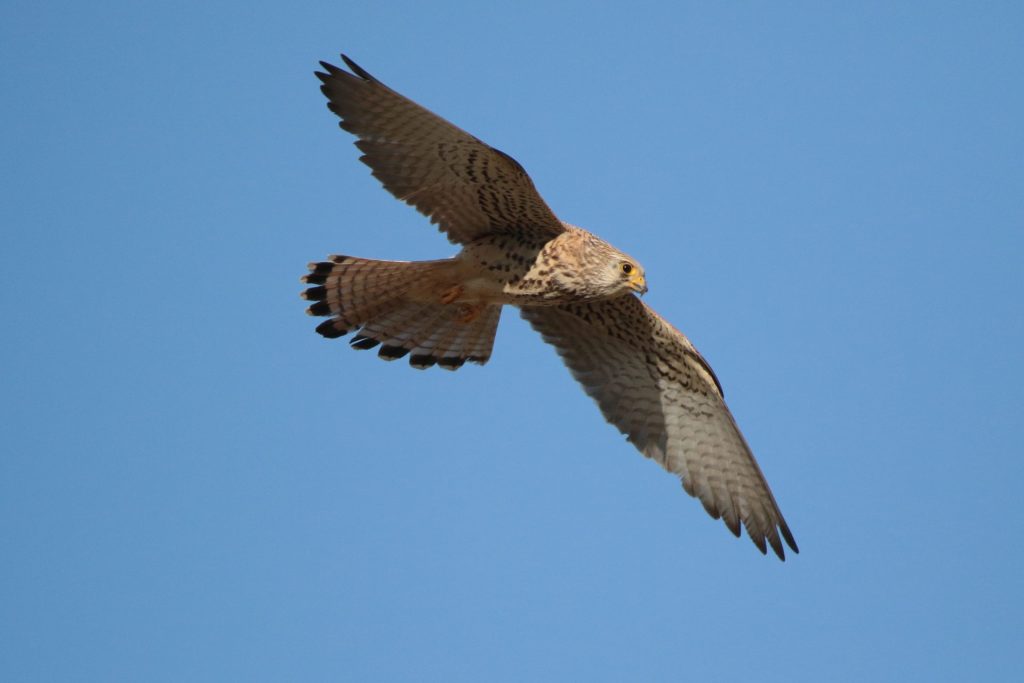 TABLAS DE DAIMIEL (ESPAÑA), 29/03/2026.- Los cernícalos primilla radiomarcados el pasado año en el Parque Nacional de Las Tablas de Daimiel, en la provincia de Ciudad Real, han regresado con éxito tras completar su migración a África. EFE/Beldad