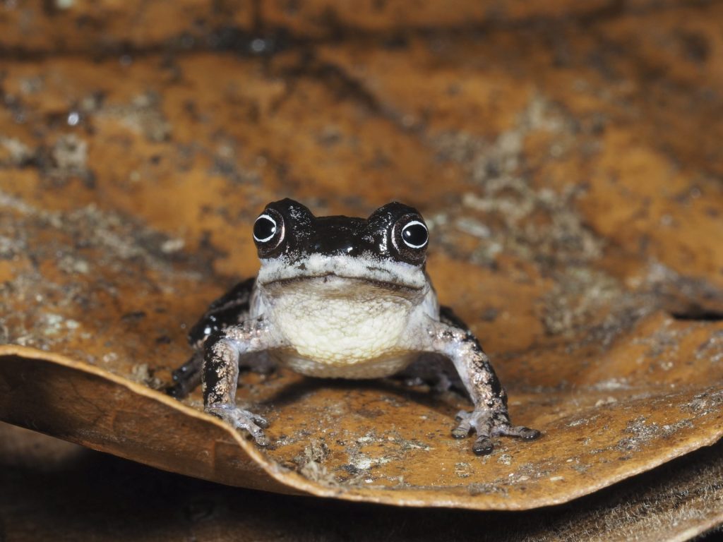 AME4694. QUITO (ECUADOR), 16/03/2026.- Fotografía cedida por la Universidad Técnica Particular de Loja (UTPL), que muestra una rana Pristimantis melanops, que posee un iris oscuro con un anillo blanco alrededor de la pupila, y pertenecen al subgénero Huicundomantis, un grupo característico de los Andes tropicales, en la provincia de Zamora Chinchipe (Ecuador). Un grupo de investigadores de la UTPL descubrió tres nuevas especies de ranas en la Reserva Biológica Cerro Plateado, ubicada en Zamora Chinchipe, en el sur de Ecuador y fronteriza con Perú, según informó la institución académica en un comunicado. EFE/ Universidad Técnica Particular de Loja /SOLO USO EDITORIAL/ NO VENTAS/ SOLO DISPONIBLE PARA ILUSTRAR LA NOTICIA QUE ACOMPAÑA (CRÉDITO OBLIGATORIO)
