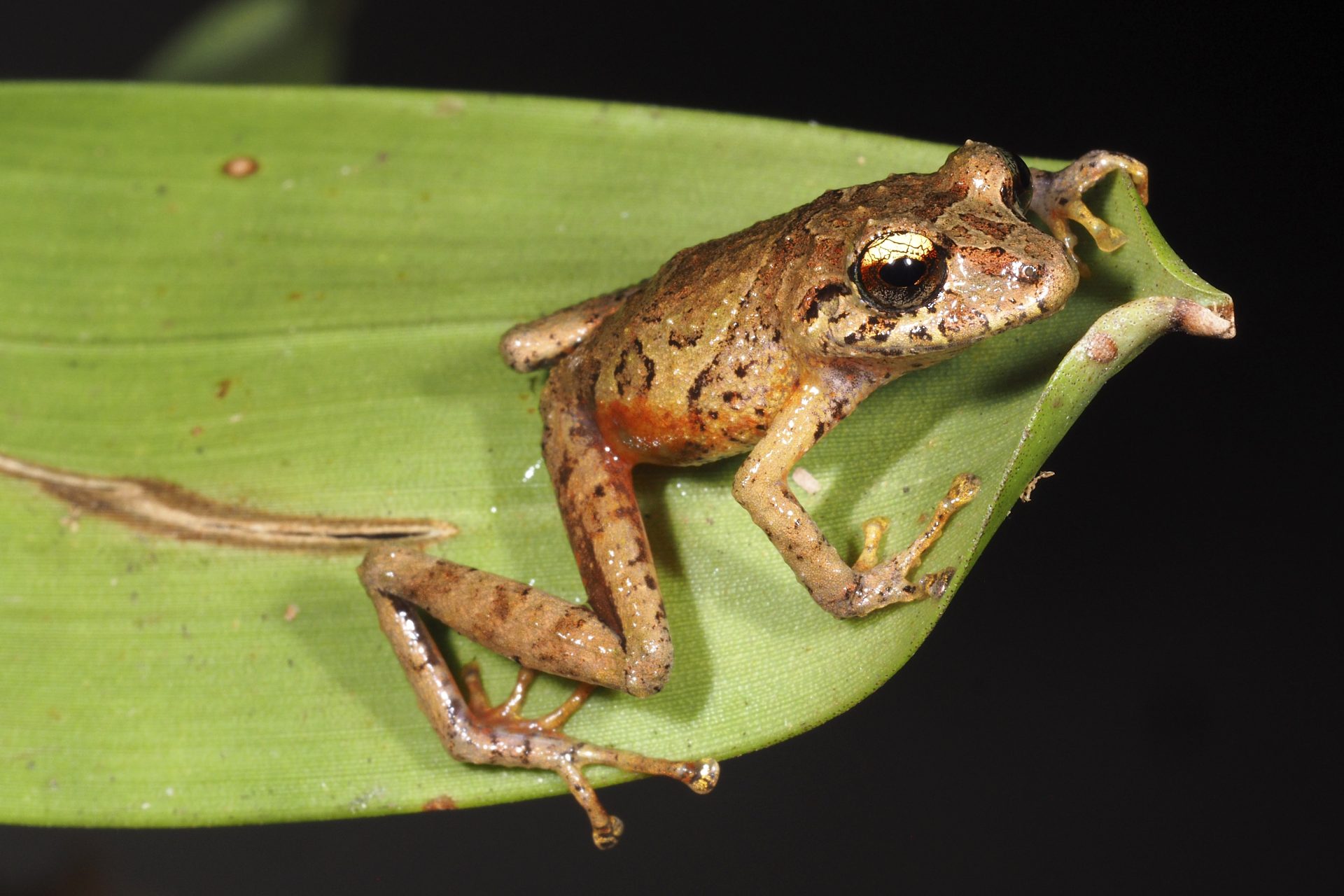 AME4695. QUITO (ECUADOR), 16/03/2026.- Fotografía cedida por la Universidad Técnica Particular de Loja (UTPL), que muestra una rana Pristimantis plateado, que se distingue por su iris plateado o bronce claro, un grupo característico de los Andes tropicales, en la provincia de Zamora Chinchipe (Ecuador). Un grupo de investigadores de la UTPL descubrió tres nuevas especies de ranas en la Reserva Biológica Cerro Plateado, ubicada en Zamora Chinchipe, en el sur de Ecuador y fronteriza con Perú, según informó la institución académica en un comunicado. EFE/ Universidad Técnica Particular de Loja /SOLO USO EDITORIAL/ NO VENTAS/ SOLO DISPONIBLE PARA ILUSTRAR LA NOTICIA QUE ACOMPAÑA (CRÉDITO OBLIGATORIO)