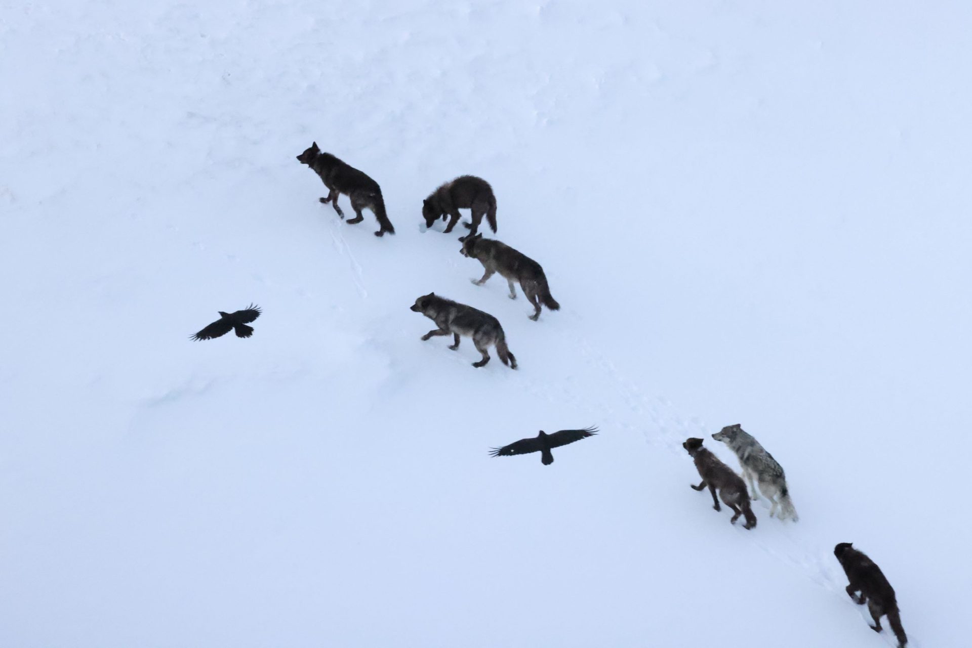 En la imagen, dos cuervos planean sobre una manada de lobos en el Parque Nacional de Yellowstone (Estados Unidos). Este tipo de seguimiento a corta distancia es común, pero el seguimiento prolongado es extremadamente raro. Crédito: Daniel Stahler/YNP