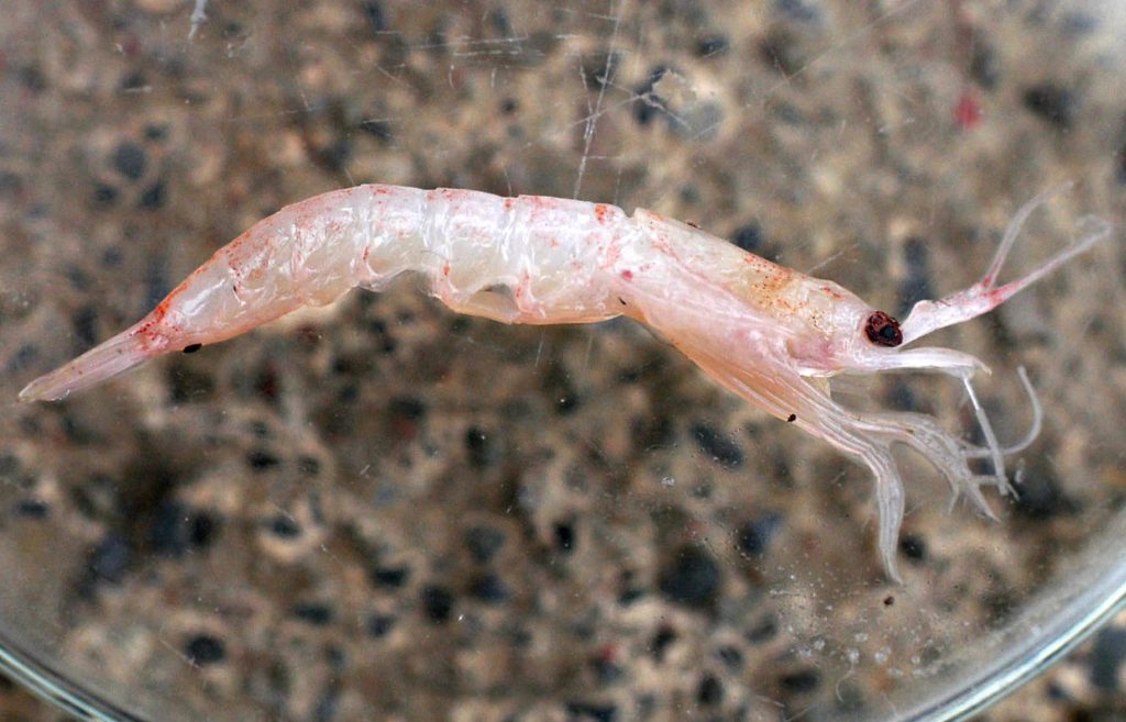 MON01-BASE CIENTÍFICA ARTIGAS-ANTÁRTIDA-(URUGUAY)-02/09/05-Un krill (crustáceo) capturado en la Isla Rey Jorge, es observado através de un microscópio en el estudio de la microbióloga Odilé Volontiero, científica del Instituto Clemente Estable, en la Base científica Artigas, en la Antártida. Volontiero junto a un grupo de científicos, descubrió la existencia de miles de invertebrados en la Isla Rey Jorge (Antártida) y "rompió un mito que se mantuvo por décadas", acerca de la existencia de invertebrados en la zona. Imágen tomada el 19/01/05. EFE/Iván Franco.