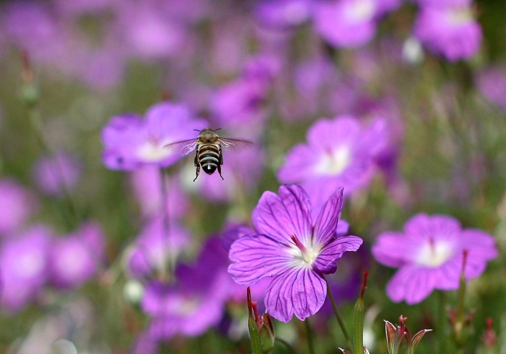 BEE01 CIUDAD DEL CABO (SUDÁFRICA) 08/06/2012.- Imagen de archivo tomada el 26 de octubre de 2006 que muestra a una abeja sobrevolando un campo de flores en Ciudad del Cabo, Sudáfrica. La deforestación, el efecto de los ácaros o parásitos varroa y la agricultura industrial amenazan a la población mundial de la abeja de miel. EFE/Nic Bothma