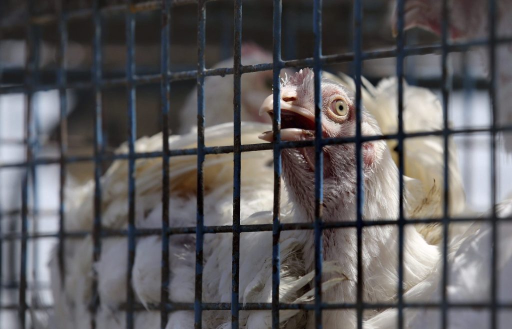 epa05595952 A live chicken is seen inside a cage at Gazipur poultry market in New Delhi, India, 21 October 2016. According to reports, several birds were found dead, including migratory birds, since last week in Delhi and some tested positive for H5 Avian Influenza Virus or bird flu at Zoological park in New Delhi. Animal husbandry teams have collected samples from the Ghazipur wholesale market. EPA/RAJAT GUPTA