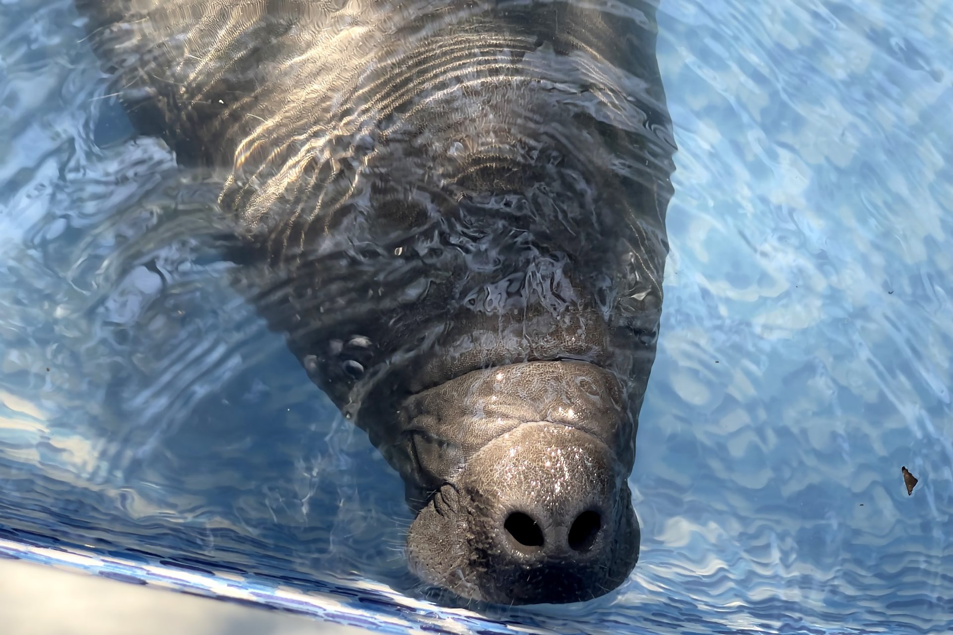 Fotografía cedida por Rescate Wildlife Rescue Center que muestra un bebé manatí rescatado en una piscina en San José (Costa Rica). EFE/ Rescate Wildlife Rescue Center