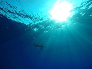 EPA6097. ISLAS BROTHER (EGIPTO), 29/08/2018.- Un tiburón oceánico de puntas blancas (longimanus) nada cerca de la isla Big Brother, a 50 km de la costa de la ciudad de Safaga, en el Mar Rojo, Egipto el pasado 20 de agosto de 2018. Las islas Brother es un destino famoso para practicar submarinitmo en el mar Rojo por la existencia de varias especies de tiburones que viven en la zona. EFE/ Gamal Diab