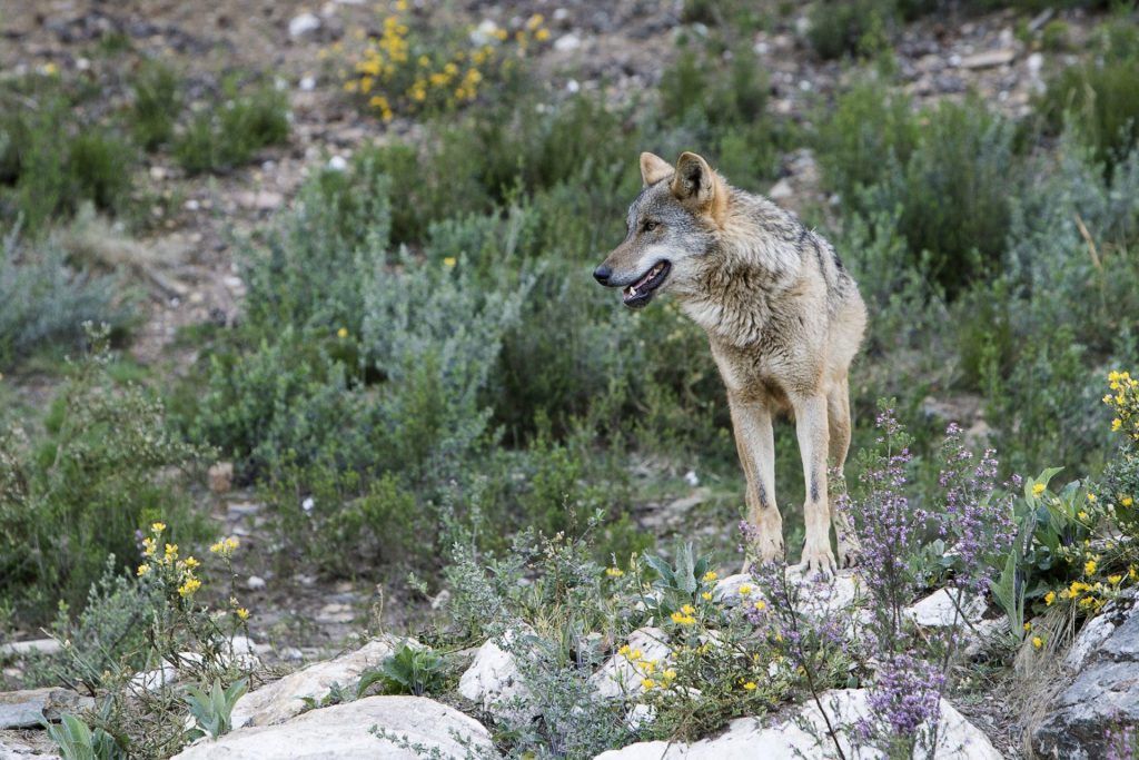 GRA087. ROBLEDO (ZAMORA), 15/08/2017.- Dos manadas de lobos criadas en semilibertad, una clínica veterinaria especializada y un centro de interpretación conforman el centro del lobo ibérico de Castilla y León, unas instalaciones que pretenden concienciar sobre el papel de este animal como regulador de los ecosistemas y que en los primeros veinte meses que ha permanecido abierto al público han visitado 51.000 turistas, en Robledo (Zamora). EFE/Mariam A. Montesinos