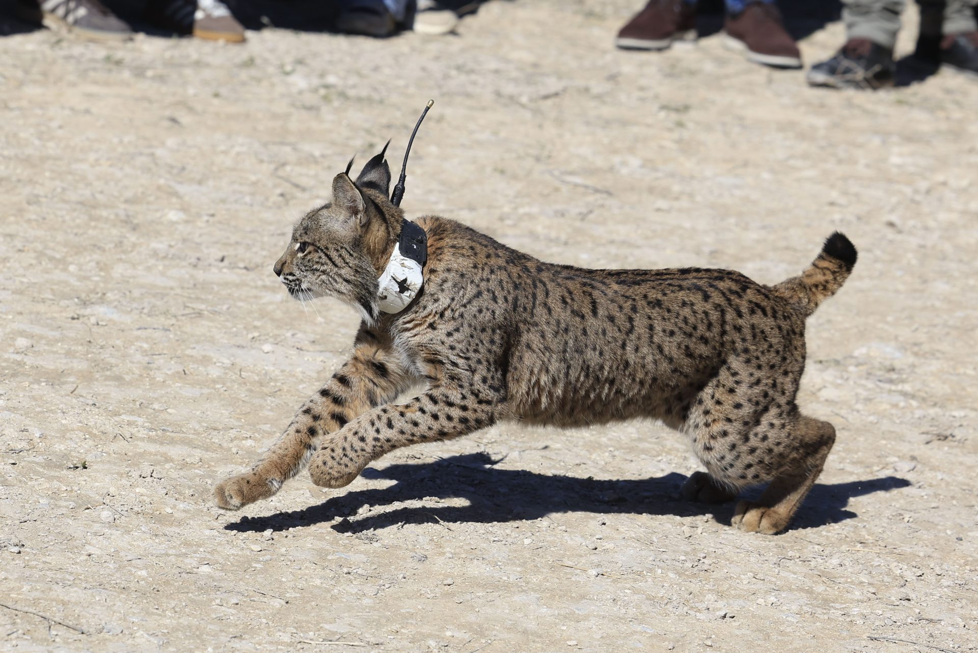 TORRECILLA DE VALMADRID (ZARAGOZA) (ESPAÑA), 17/03/2026.- Vista de la liberación de Waka y Winx, dos ejemplares de lince procedentes del centro de cría en cautividad del Acebuche (Doñana), que vuelven definitivamente al medio natural después de haber permanecido en torno a un mes en un cercado de aclimatación en una finca cerca de Zaragoza. EFE/ Javier Cebollada 