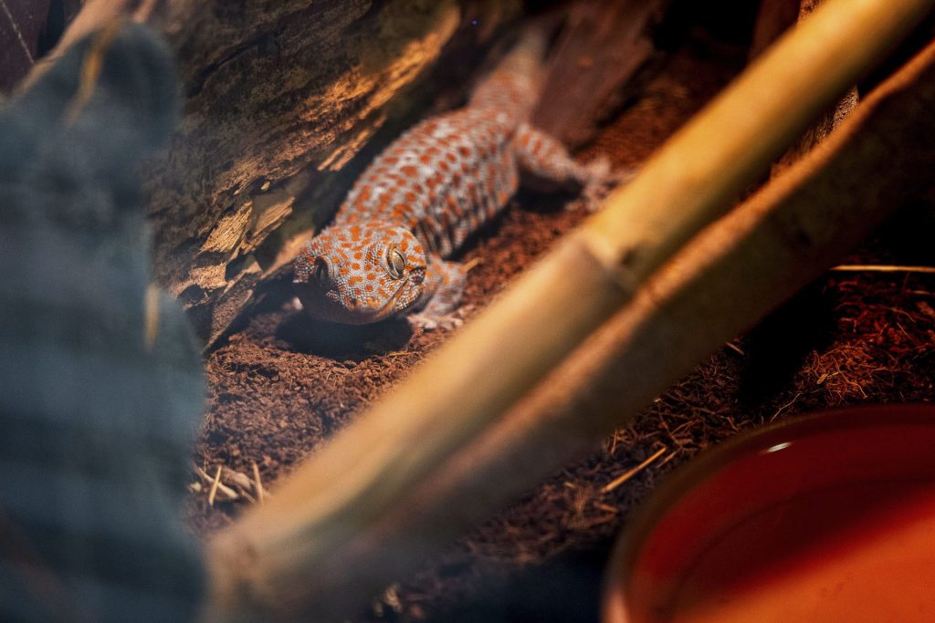 CASARRUBIOS DEL MONTE (TOLEDO), 02/03/2026.- Una ejemplar de reptil de la especie Gecko tokay en la Fundación para la Investigación en Etología y Biodiversidad (FIEB) en Casarrubios del Monte (Toledo). La Fundación trata de dar una segunda vida a animales decomisados del tráfico ilegal de especies, a los que se dedican a cuidar con el objetivo de que puedan volver a su hábitat de origen. EFE/ Ismael Herrero