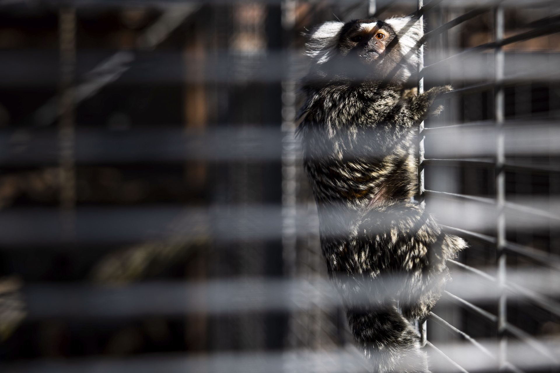 Un mono titi en la Fundación para la Investigación en Etología y Biodiversidad (FIEB) en Casarrubios del Monte (Toledo). EFE/ Ismael Herrero