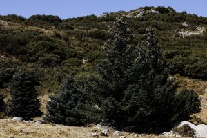MA04. MÁLAGA, 05/10/2025.- Pinsapos en la provincia de Málaga. El pinsapo, especie autóctona en peligro de extinción que sólo está en las sierras de Málaga y Cádiz, responde al cambio climático y a la sequía con un 'plan de contingencia' que activa desde sus raíces y llega a la copa para aprovechar el agua, según un equipo de investigadores de la Universidad de Málaga (UMA). EFE/Jorge Zapata