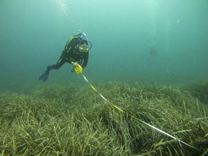 PALMA DE MALLORCA, 17/09/2022.- Jornada de seguimiento en una pradera de posidonia oceánica en el Puerto de Sóller, organizada por la Red de Monitorización de la Posidonia de Baleares, un proyecto de ciencia ciudadana con buceadores recreativos voluntarios. Los efectos sobre la Posidonia oceanica causados por el calentamiento del mar en Baleares este verano, con temperaturas de 29,3 grados, superiores a lo normal, tardarán años en apreciarse, salvo en praderas de esta planta marina protegida que ya estén dañadas por otras amenazas, explica la coordinadora de la Red de Monitorización de la Posidonia, Elena Burgos. EFE/Cati Cladera