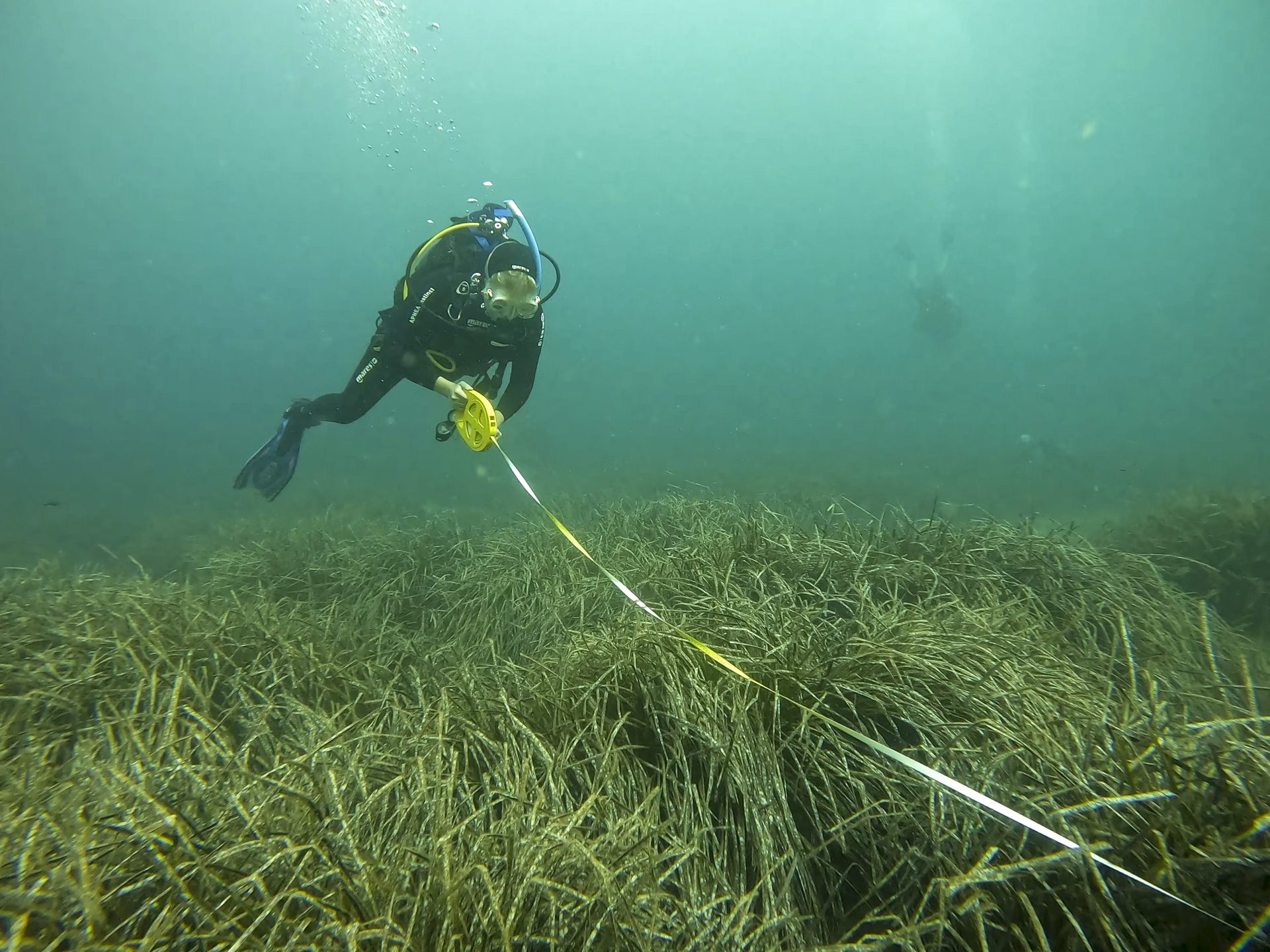 PALMA DE MALLORCA, 17/09/2022.- Jornada de seguimiento en una pradera de posidonia oceánica en el Puerto de Sóller, organizada por la Red de Monitorización de la Posidonia de Baleares, un proyecto de ciencia ciudadana con buceadores recreativos voluntarios. Los efectos sobre la Posidonia oceanica causados por el calentamiento del mar en Baleares este verano, con temperaturas de 29,3 grados, superiores a lo normal, tardarán años en apreciarse, salvo en praderas de esta planta marina protegida que ya estén dañadas por otras amenazas, explica la coordinadora de la Red de Monitorización de la Posidonia, Elena Burgos. EFE/Cati Cladera