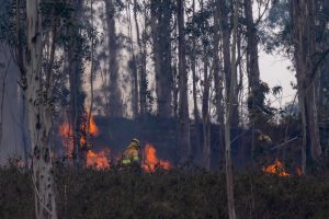 SELAYA (CANTABRIA), 27/02/2026.- Agentes del Medio Natural y Bomberos Forestales del Gobierno de Cantabria, trabajan, este viernes, en la extinción de un incendio declarado en los montes próximos a la localidad cántabra de Selaya. /EFE/Pedro Puente Hoyos