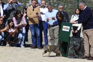 Vista de la liberación de Waka y Winx, dos ejemplares de lince procedentes del centro de cría en cautividad del Acebuche (Doñana), que vuelven definitivamente al medio natural después de haber permanecido en torno a un mes en un cercado de aclimatación en una finca cerca de Zaragoza. EFE/ Javier Cebollada