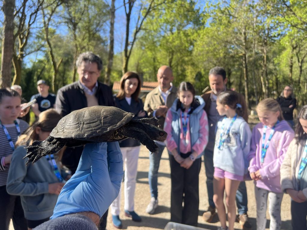 Los ejemplares de galápago europeo que habitaban los humedales de las Gándaras de Budiño (O Porriño, Pontevedra) han regresado este viernes a ese hábitat. La titular de Medio Ambiente y Cambio Climático, Ángeles Vázquez, y el alcalde de O Porriño, Alejandro Lorenzo, han participado, junto a escolares, en la suelta de estos reptiles de agua dulce que hay en "muy pocas zonas de Galicia", tal y como ha recordado la conselleira.EFE/ Ayuntamiento de O Porriño ***SOLO USO EDITORIAL/SOLO DISPONIBLE PARA ILUSTRAR LA NOTICIA QUE ACOMPAÑA (CRÉDITO OBLIGATORIO)***
