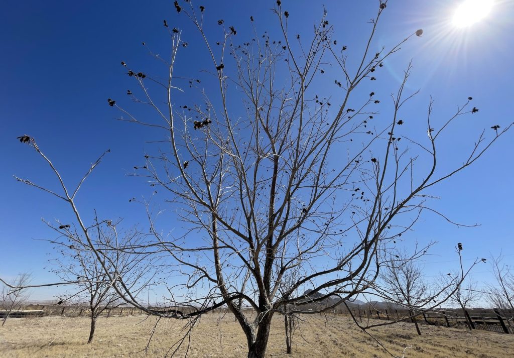 MEX5234. SAMALAYUCA (MÉXICO), 02/03/2025.- Fotografía donde se observa un árbol durante la sequía en un rancho este sábado, en el municipio de Samalayuca, en el estado de Chihuahua (México). La grave sequía que azota a México y particularmente al estado de Chihuahua ha afectado severamente a los agricultores, lo que pone en riesgo la producción de este sector, aseguraron productores en el norte del país. EFE/ Luis Torres