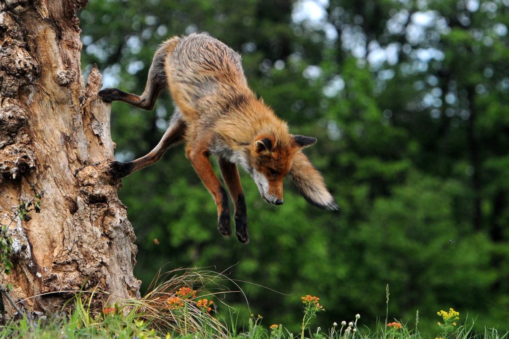 MTI109. POMAZ (HUNGRÍA), 10/05/2019.- Un zorro rojo salta desde el tronco de un árbol, el pasado 2 de mayo de 2019 en Pomaz, a unos 20 kilómetros al norte de Budapest (Hungría). EFE/ Attila Kovacs PROHIBIDO SU USO EN HUNGRÍA[PROHIBIDO SU USO EN HUNGRÍA]