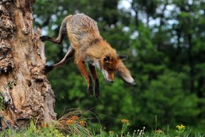 MTI109. POMAZ (HUNGRÍA), 10/05/2019.- Un zorro rojo salta desde el tronco de un árbol, el pasado 2 de mayo de 2019 en Pomaz, a unos 20 kilómetros al norte de Budapest (Hungría). EFE/ Attila Kovacs PROHIBIDO SU USO EN HUNGRÍA[PROHIBIDO SU USO EN HUNGRÍA]