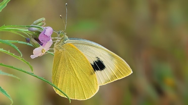 Fotografía de la mariposa endémica canaria 'Pieris cheiranthi'. © Asociación Española para la Protección de las Mariposas y su Medio (ZERYNTHIA)