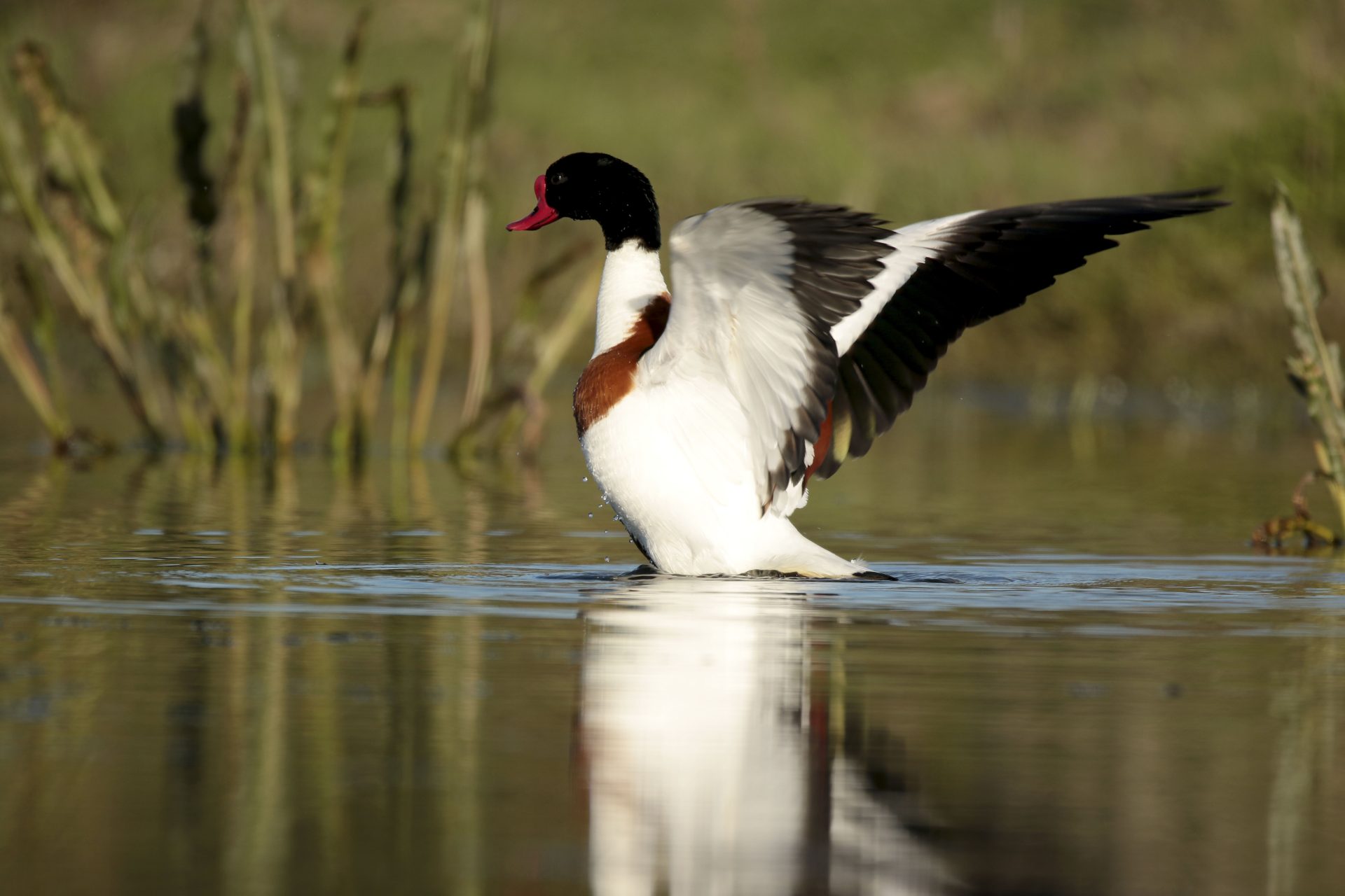 CIUDAD REAL, 25/03/2026.- Un tarro blanco es fotografiado en el entorno de las lagunas volcánicas del Campo de Calatrava, en la provincia de Ciudad Real, este miércoles. Las lagunas han explotado de biodiversidad con la presencia de más de 4.400 aves de 40 especies registradas en el último censo realizado el pasado mes de febrero. EFE/ Beldad
