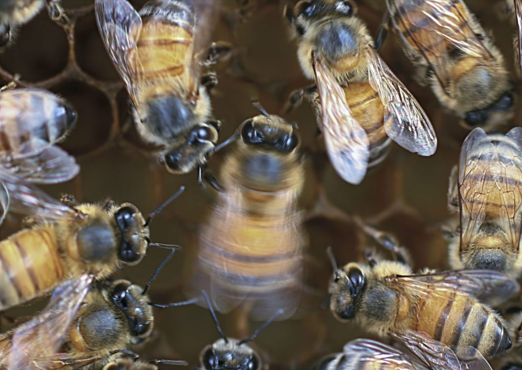 MADRID, 23/03/2026.- Una abeja melífera que baila (en el centro) está rodeada por un público de «seguidoras» que interpretan con atención los movimientos de la ultrarrápida danza del meneo. Los humanos no son los únicos que actúan de forma diferente dependiendo de quien les observe, también las abejas melíferas bailan (y comunican) de forma más precisa cuanto más público tienen en la colmena, según constata una investigación. EFE/Cedida por la investigadora Heather Broccard Bell.- -SÓLO USO EDITORIAL/SOLO USO PERMITIDO PARA ILUSTRAR LA NOTICIA QUE APARECE EN EL PIE DE FOTO (CRÉDITO OBLIGATORIO)-