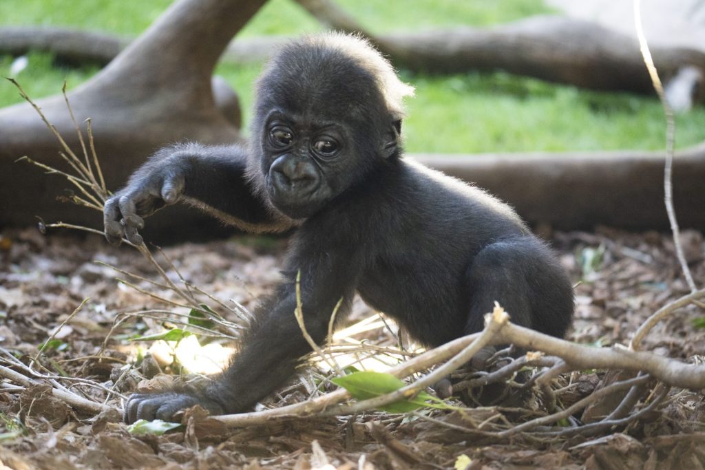 Málaga, 28/03/2026.- Ernie, el único ejemplar de gorila de llanura -una especie catalogada en peligro crítico de extinción- nacido en España en 2025 y el segundo de Europa, da sus primeros pasos en el lugar donde nació, Fuengirola (Málaga), cuando alcanza los cuatro meses de vida, una etapa clave en su desarrollo. EFE/Bioparc Fuengirola -SÓLO USO EDITORIAL/SOLO USO PERMITIDO PARA ILUSTRAR LA NOTICIA QUE APARECE EN EL PIE DE FOTO (CRÉDITO OBLIGATORIO)-