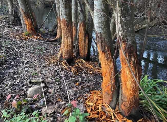 Beavers Expand Range in Spain Via Illegal Releases