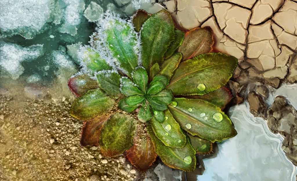 Una Arabidopsis Thaliana. Fotografía facilitada por Emma Vidal/Moisés Expósito-Alonso-Universidad de California Berkeley