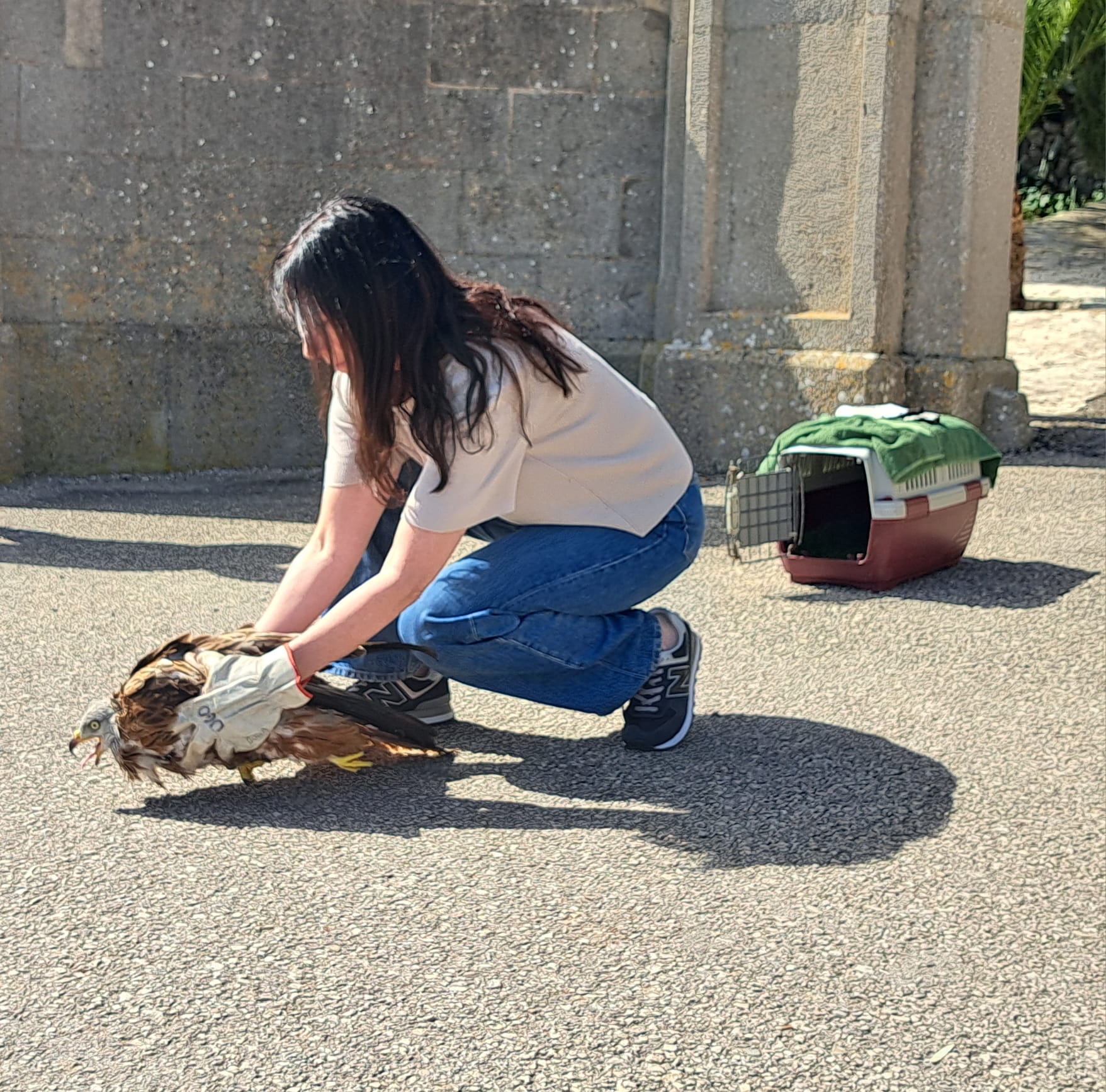 La Dirección General de Medio Natural ha liberado este miércoles en Petra (en Mallorca), dos ejemplares de milano real (Milvus milvus) que se han recuperado en las instalaciones del Consorcio para la Recuperación de la Fauna de Baleares (Cofib) tras haber recibido disparos. EFE/Conselleria balear de Agricultura, Pesca y Medio Natural -SÓLO USO EDITORIAL/SOLO USO PERMITIDO PARA ILUSTRAR LA NOTICIA QUE APARECE EN EL PIE DE FOTO (CRÉDITO OBLIGATORIO)-
