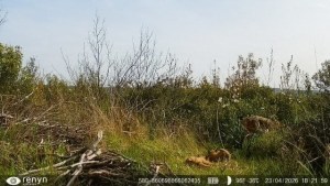 El Parque Nacional de Cabañeros registra, por primera vez en su historia, el nacimiento de una camada de lince ibérico. © Miteco