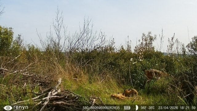 El Parque Nacional de Cabañeros registra, por primera vez en su historia, el nacimiento de una camada de lince ibérico. © Miteco