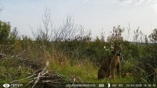El Parque Nacional de Cabañeros registra, por primera vez en su historia, el nacimiento de una camada de lince ibérico. © Miteco