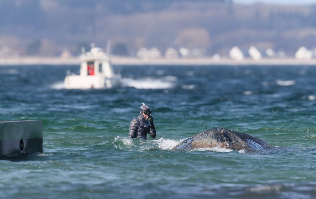 En la imagen de archivo, el biólogo marino Robert Marc Lehmann trata de ayudar a la ballena varada en la costa alemana. EFE/EPA/SELIM SUDHEIMER