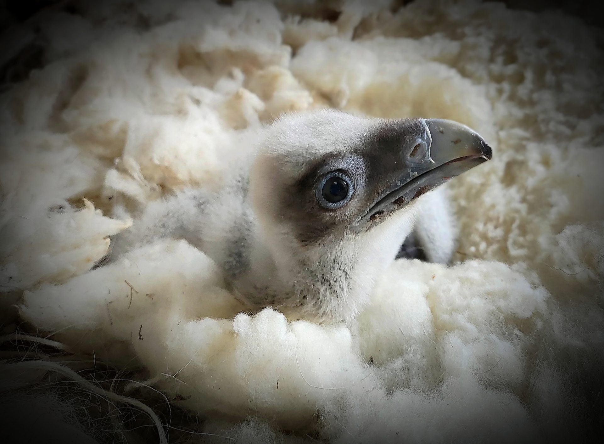 La Fundación para la Conservación del Quebrantahuesos (FCQ) ha anunciado este miércoles el nacimiento de dos crías de quebrantahuesos en libertad en la zona cántabra y asturiana del Parque Nacional de los Picos de Europa. Los dos pollos son descendientes de dos parejas reproductoras, Biziele y Niebla, de Cantabria, y Covadonga y Cares, de Asturias, según ha explicado la Fundación en una nota de prensa. EFE/Fundación Quebrantahuesos -SÓLO USO EDITORIAL/SOLO USO PERMITIDO PARA ILUSTRAR LA NOTICIA QUE APARECE EN EL PIE DE FOTO (CRÉDITO OBLIGATORIO)-