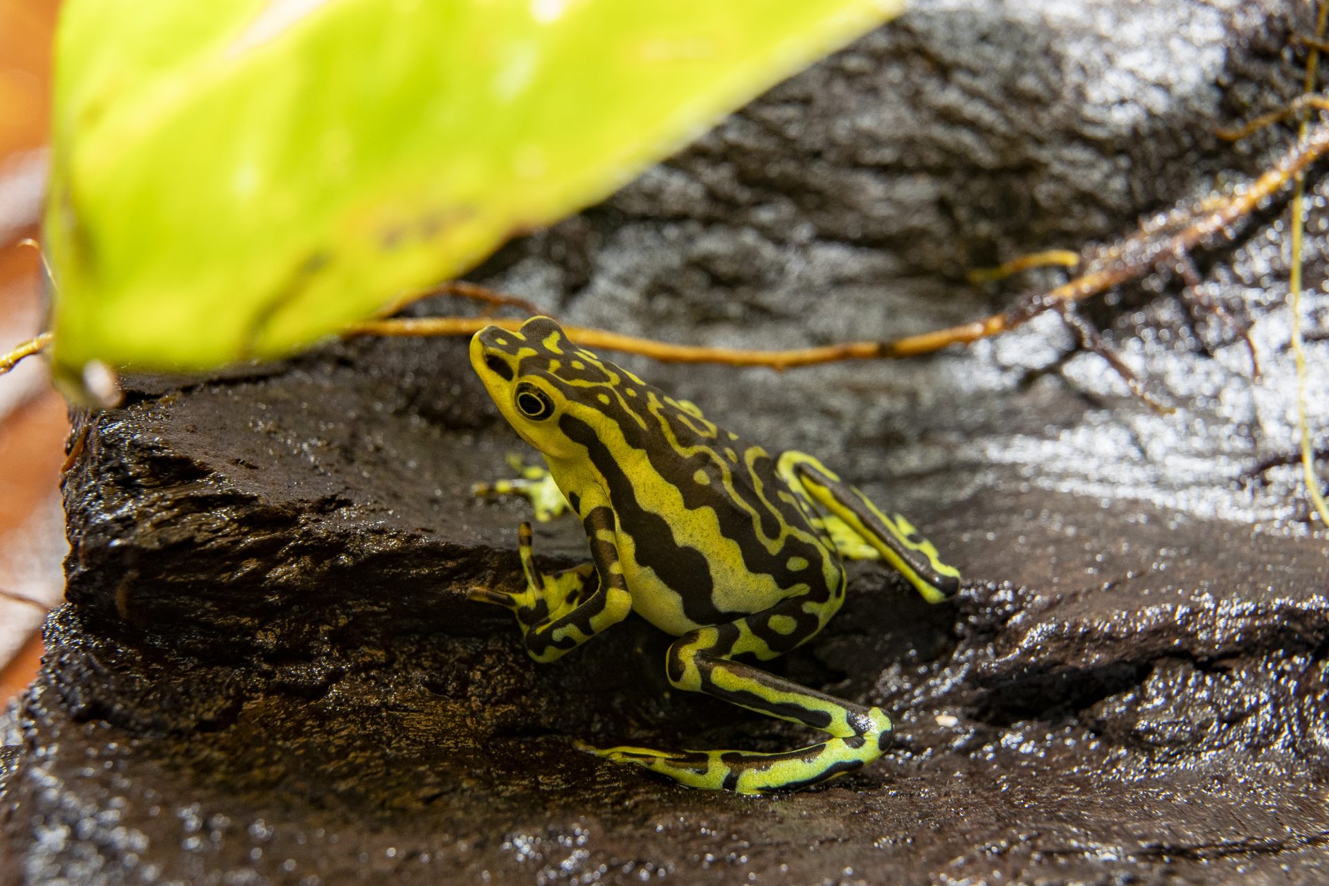 ACOMPAÑA CRÓNICA: ECUADOR RANAS AME6382. QUITO (ECUADOR), 24/04/2026.- Fotografía del 15 de abril de 2026 que muestra la rana atelopus elegans, en Quito (Ecuador). En el valle de Los Chillos, a las afueras de Quito, el croar de decenas de ranas acompaña el recorrido por Wikiri Sapoparque, un espacio impulsado por el centro de investigación Jambatu que se ha convertido en uno de los principales refugios en Ecuador para especies amenazadas de anfibios. EFE/ José Jácome