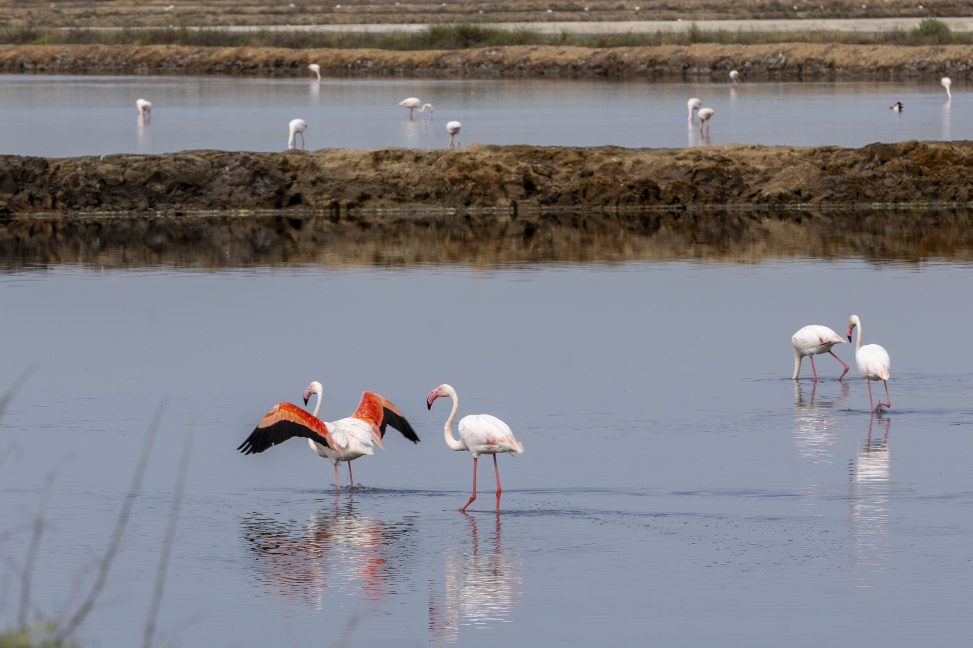 Vista de un grupo de Flamencos en el Paraje Natural Marismas del Odiel. El Paraje Natural Marismas del Odiel, uno de los humedales más importantes de la Península Ibérica, en el área metropolitana de Huelva, ha alcanzado sus 41 años de existencia consolidado como un modelo de resiliencia frente a la crisis climática gracias a su singularidad. Así lo ha destacado en una entrevista con EFE, Fidel Astudillo, director conservador del paraje, en la que ha precisado que este ecosistema, a diferencia de otros humedales como Doñana o Fuente de Piedra, mantiene su estabilidad biológica gracias a su dependencia directa del régimen de mareas y no exclusivamente de las precipitaciones.- EFE/ Alberto Díaz