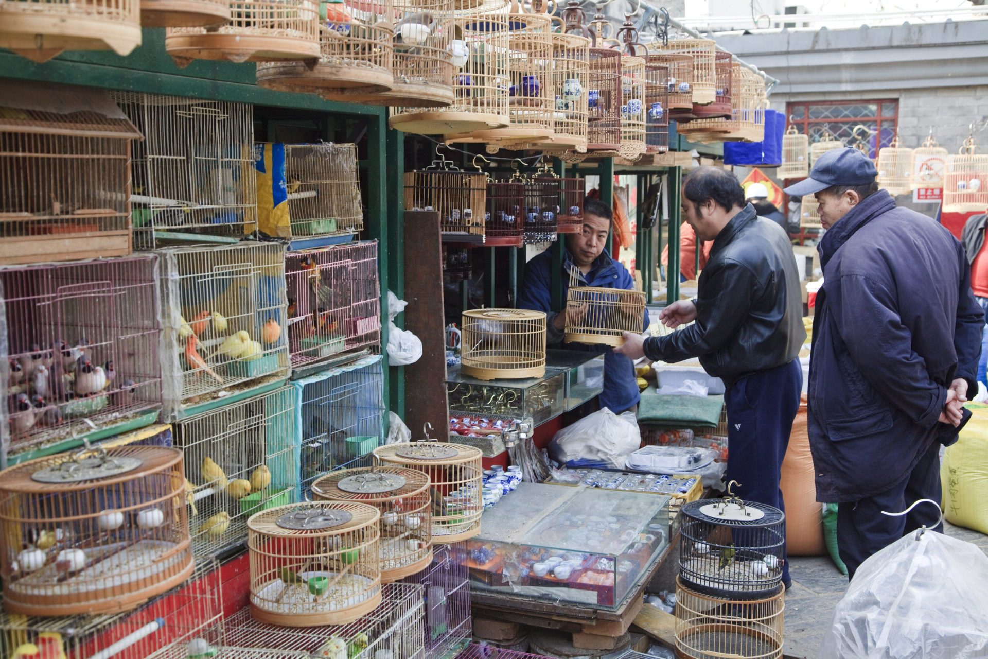 Tres hombres examinan pájaros exóticos a la venta en un mercado de aves y peces en Pekín (China), en una imagen de archivo. EFE/Adrian Bradshaw