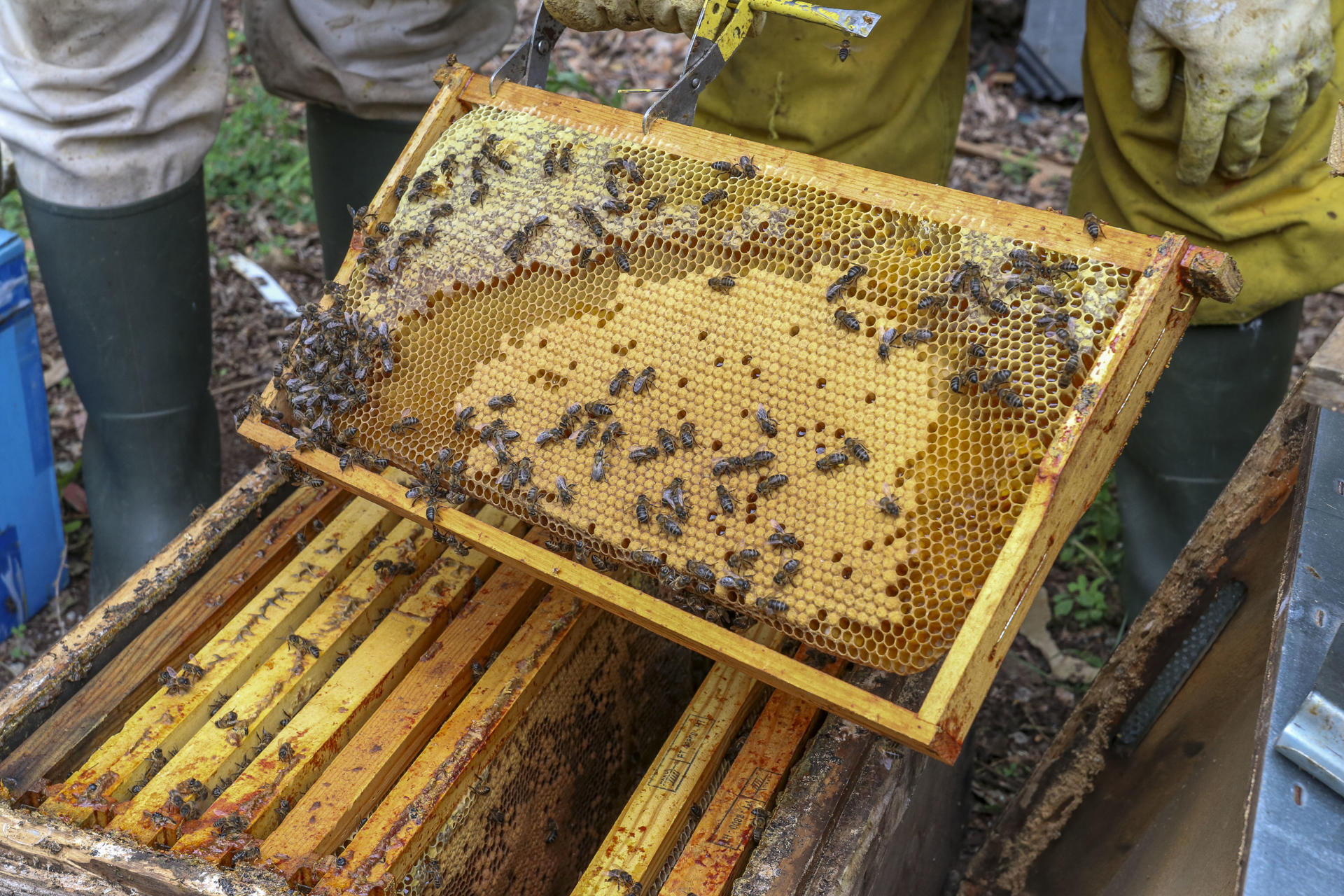 El responsable de Miel Sierra del Dobra, Javier Agüero, y sus colaboradores atienden varias colmenas donde cría abejas negras con destino a su comercialización para ayudar combatir la elevada mortalidad de esta especie debido a parásitos y especies invasoras. La cría y selección de reinas de abeja negra que se desarrolla en Cantabria se ha convertido en un soporte para la apicultura en España y en Francia, en un contexto marcado por la elevada mortalidad de colmenas asociada a parásitos y especies invasoras. EFE/Javier G. Paradelo