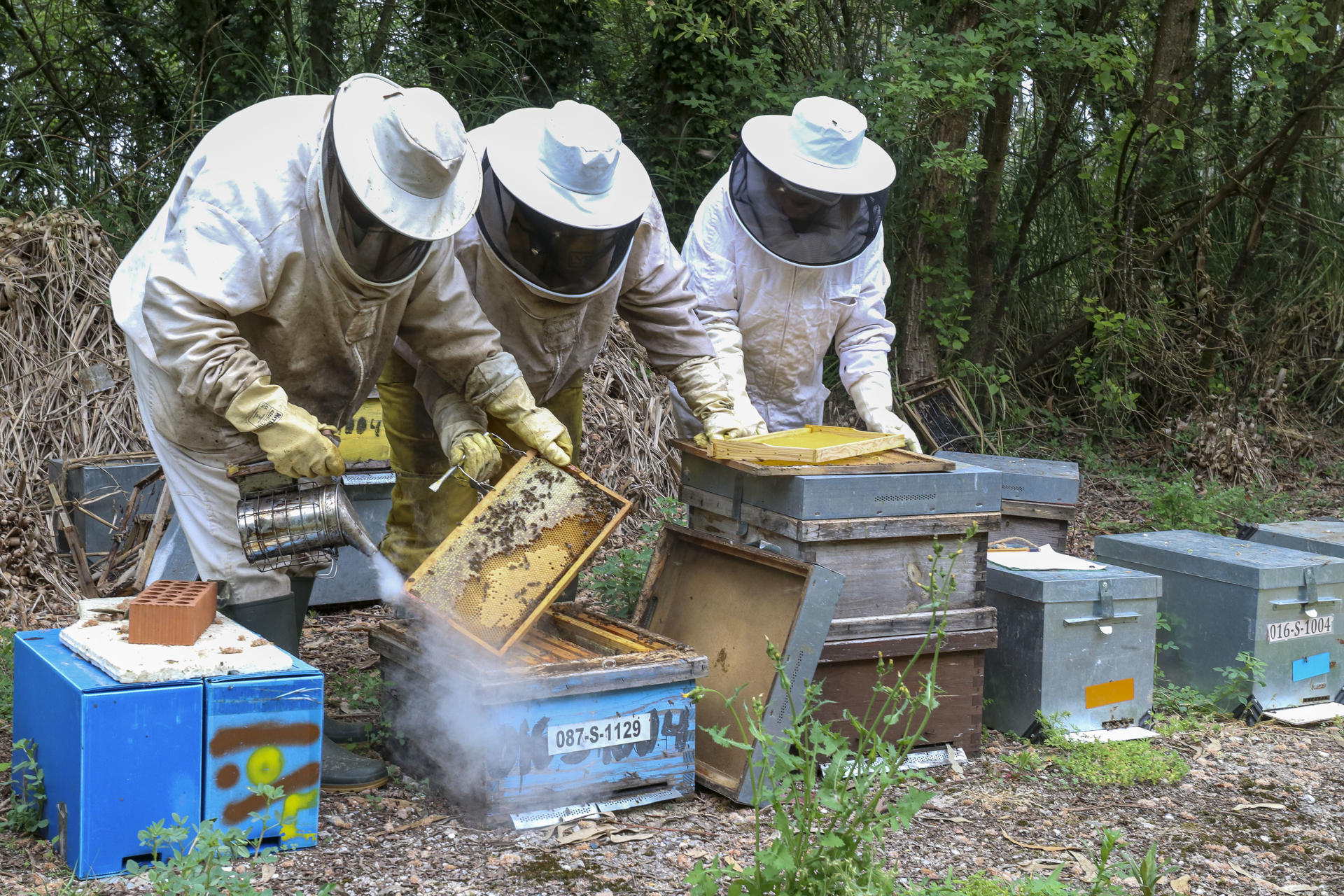 El responsable de Miel Sierra del Dobra, Javier Agüero, y sus colaboradores atienden varias colmenas donde cría abejas negras con destino a su comercialización para ayudar combatir la elevada mortalidad de esta especie debido a parásitos y especies invasoras. La cría y selección de reinas de abeja negra que se desarrolla en Cantabria se ha convertido en un soporte para la apicultura en España y en Francia, en un contexto marcado por la elevada mortalidad de colmenas asociada a parásitos y especies invasoras. EFE/Javier G. Paradelo