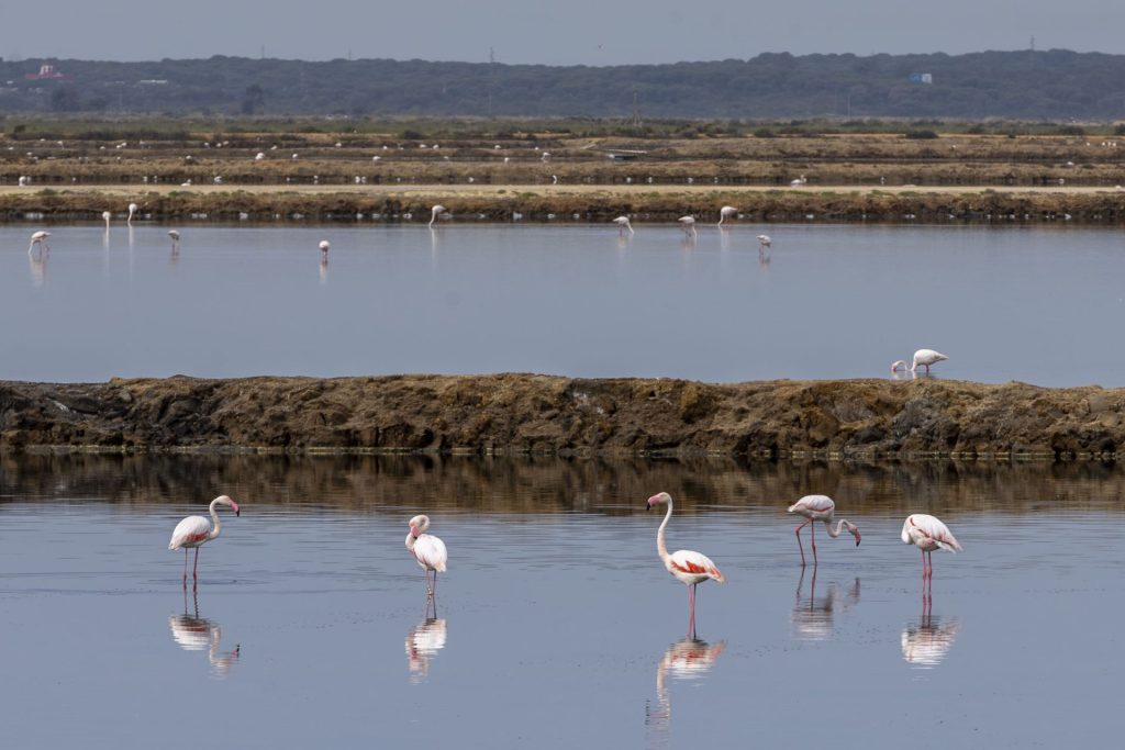 Vista de un grupo de Flamencos en el Paraje Natural Marismas del Odiel. El Paraje Natural Marismas del Odiel, uno de los humedales más importantes de la Península Ibérica, en el área metropolitana de Huelva, ha alcanzado sus 41 años de existencia consolidado como un modelo de resiliencia frente a la crisis climática gracias a su singularidad. Así lo ha destacado en una entrevista con EFE, Fidel Astudillo, director conservador del paraje, en la que ha precisado que este ecosistema, a diferencia de otros humedales como Doñana o Fuente de Piedra, mantiene su estabilidad biológica gracias a su dependencia directa del régimen de mareas y no exclusivamente de las precipitaciones.- EFE/ Alberto Díaz