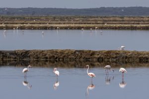 Vista de un grupo de Flamencos en el Paraje Natural Marismas del Odiel. El Paraje Natural Marismas del Odiel, uno de los humedales más importantes de la Península Ibérica, en el área metropolitana de Huelva, ha alcanzado sus 41 años de existencia consolidado como un modelo de resiliencia frente a la crisis climática gracias a su singularidad. Así lo ha destacado en una entrevista con EFE, Fidel Astudillo, director conservador del paraje, en la que ha precisado que este ecosistema, a diferencia de otros humedales como Doñana o Fuente de Piedra, mantiene su estabilidad biológica gracias a su dependencia directa del régimen de mareas y no exclusivamente de las precipitaciones.- EFE/ Alberto Díaz