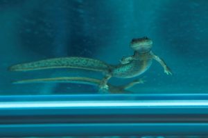En la imagen de archivo, tritón del Montseny, una especie endémica de Cataluña que se encuentra en peligro de extinción. EFE/Quique García