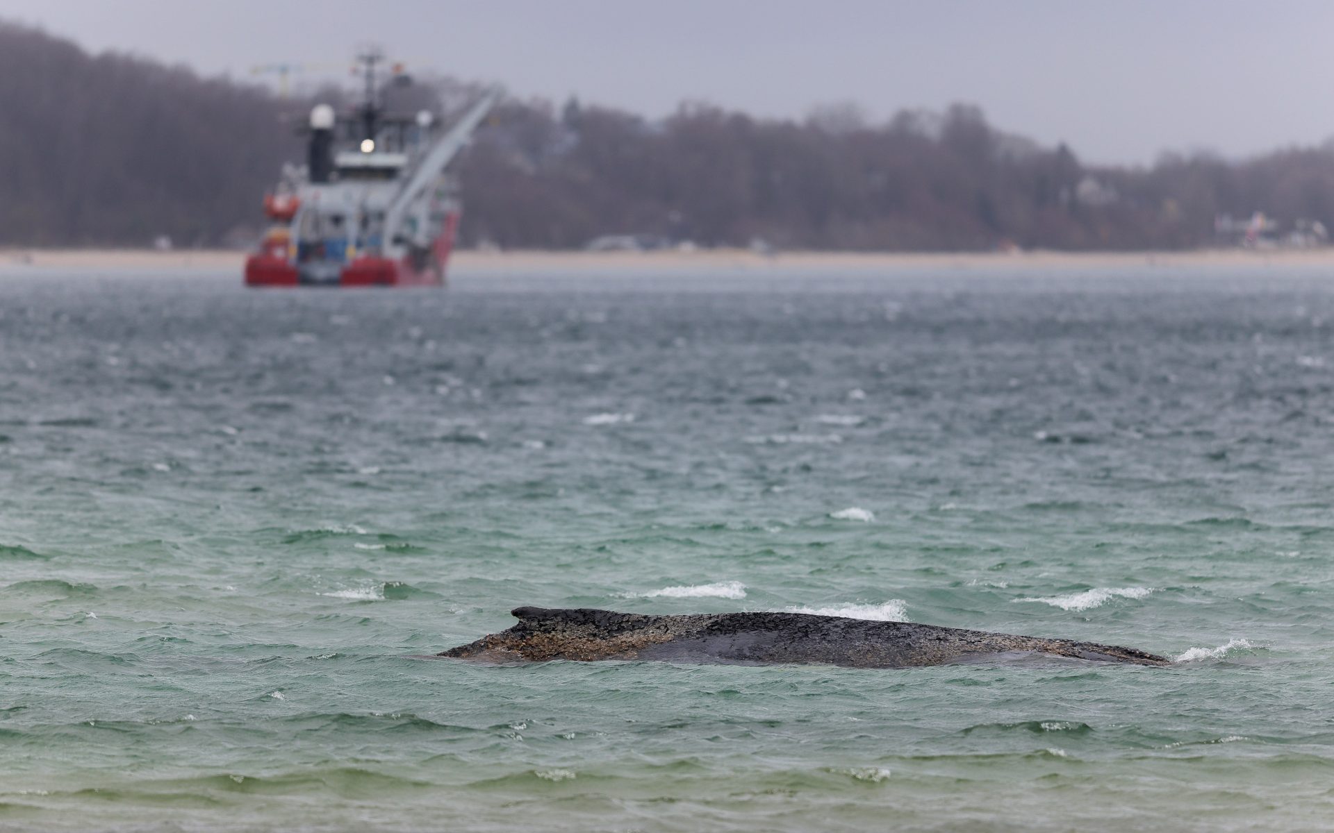Fotografía de archivo de la ballena varada en el Báltico. EFE/EPA/SELIM SUNDHEIMER