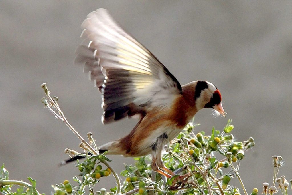 En la imagen de archivo, un jilguero europeo (Carduelis Carduelis). EFE/GIOTA KORBAKI