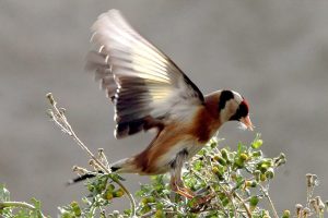 En la imagen de archivo, un jilguero europeo (Carduelis Carduelis). EFE/GIOTA KORBAKI