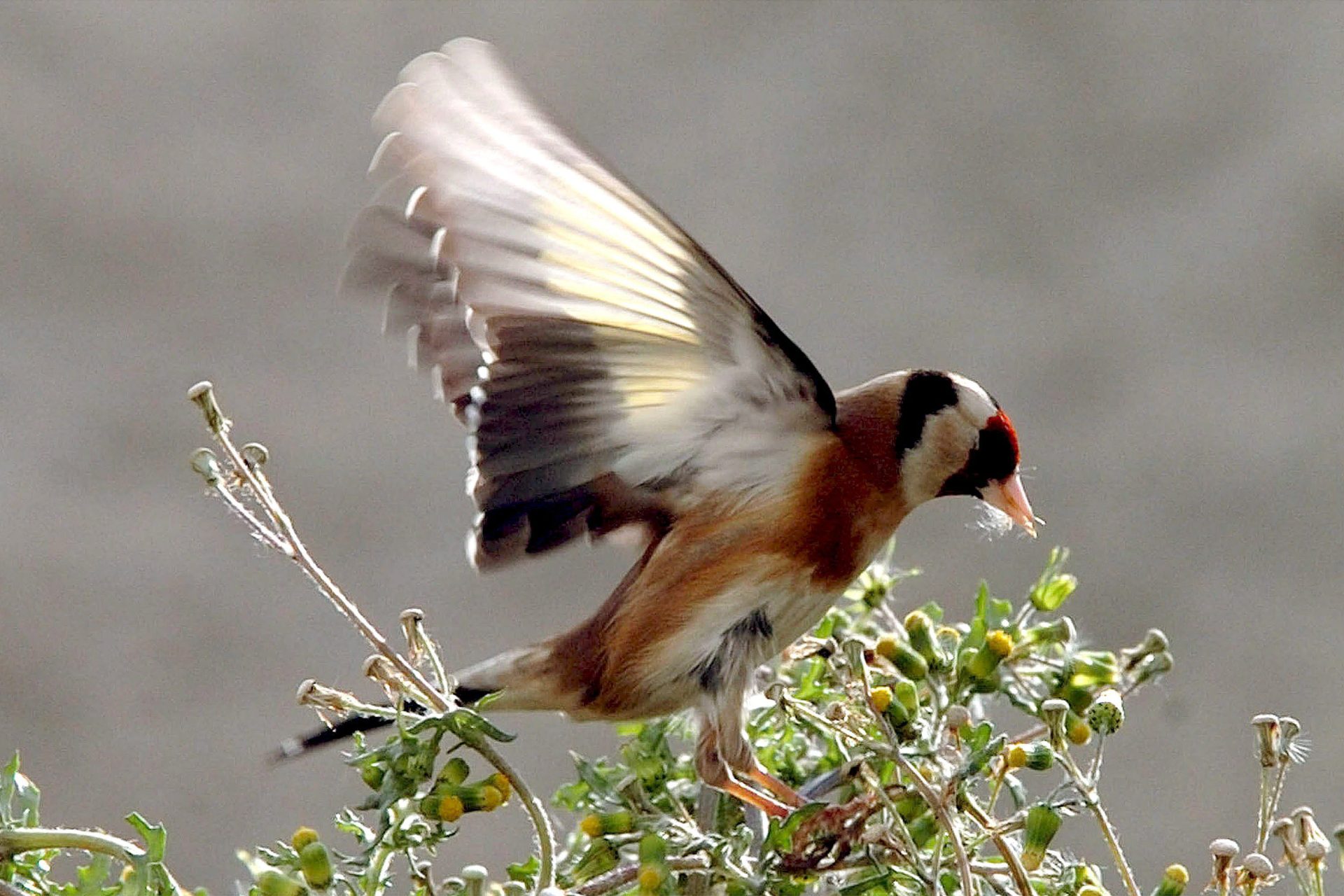 En la imagen de archivo, un jilguero europeo (Carduelis Carduelis). EFE/GIOTA KORBAKI