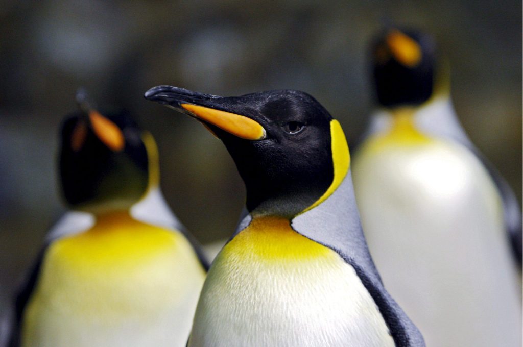 Varios pingüinos emperadores, en una fotografía de archivo. EFE/How Hwee Young