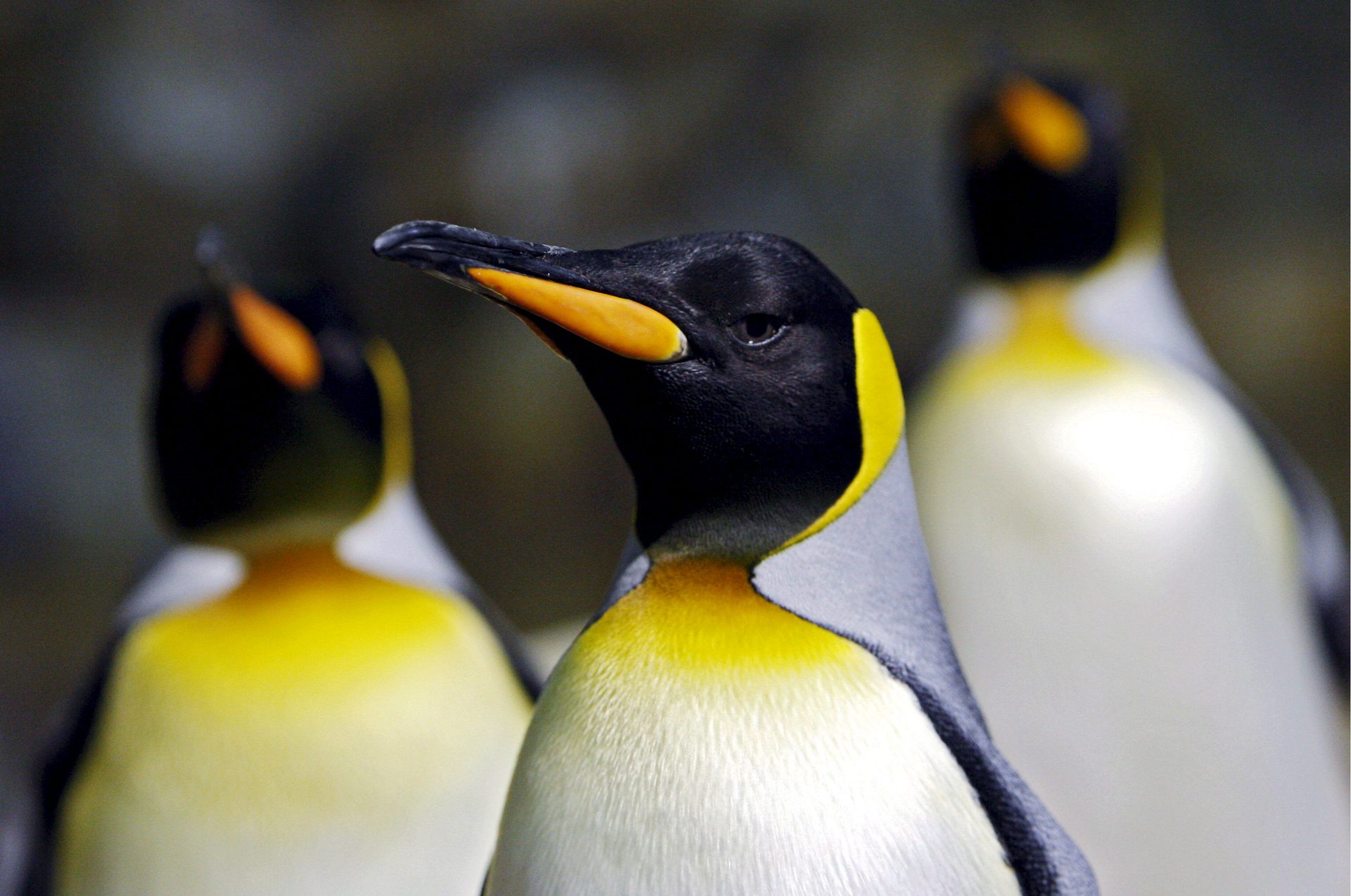 Varios pingüinos emperadores, en una fotografía de archivo. EFE/How Hwee Young